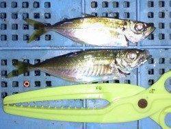 明石港でのアジの釣果