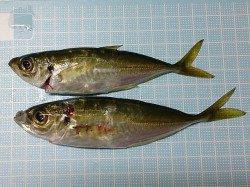 明石港でのアジの釣果