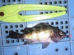 明石港でのウキ釣り釣果、メバル・アジなど