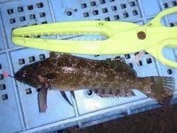 明石港でのウキ釣り釣果、メバル・アジなど