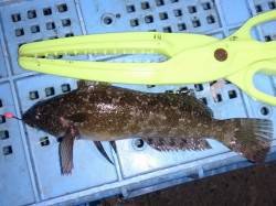 明石港でのウキ釣り釣果、メバル・アジなど