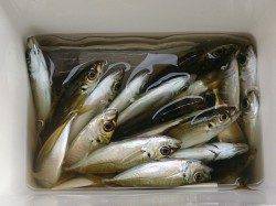 イワシ狙いでしたが…岩屋でサビキ、アジ51匹