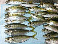 イワシ狙いでしたが…岩屋でサビキ、アジ51匹