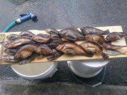 安乎～洲本エリアでメバリング、ビックなメバルも来ました♪