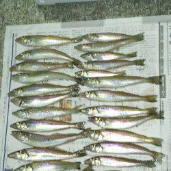 都志 投げ釣りのキス狙いはマコガレイの嬉しい外道も