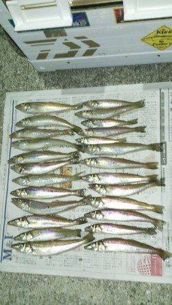 都志 投げ釣りのキス狙いはマコガレイの嬉しい外道も