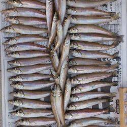 生石崎　投げ釣りでキス50尾オーバー　まだまだキス釣りいけそうです！