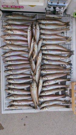 生石崎　投げ釣りでキス50尾オーバー　まだまだキス釣りいけそうです！