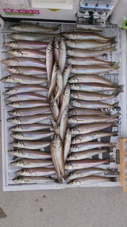 生石崎　投げ釣りでキス50尾オーバー　まだ…