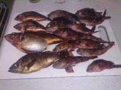 炬口でメバリング、ぼてぼてメバルあがりました♪