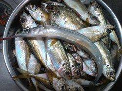 東二見、遠投サビキでアジが入れ食い！サヨリの姿も