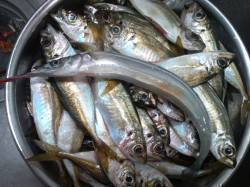 東二見、遠投サビキでアジが入れ食い！サヨリ…