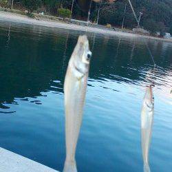 志筑　今年最後の引き釣りでキス狙い