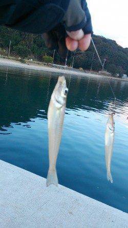 志筑　今年最後の引き釣りでキス狙い