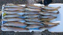 志筑　今年最後の引き釣りでキス狙い