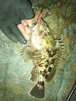 戸坂・塩津漁港　メバリング釣行で良型ガシラがヒット！