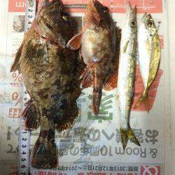 戸坂・塩津漁港　メバリング釣行で良型ガシラがヒット！