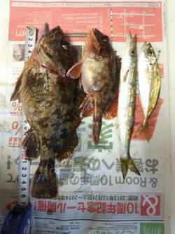 戸坂・塩津漁港　メバリング釣行で良型ガシラ…