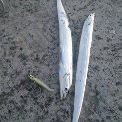 芦屋浜でタチウオ&サヨリ