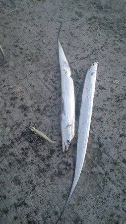 芦屋浜でタチウオ&サヨリ