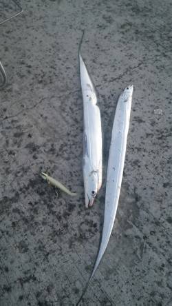 芦屋浜でタチウオ&サヨリ