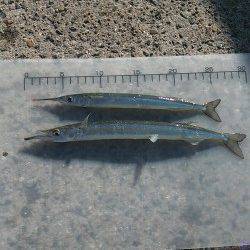 芦屋浜でタチウオ&サヨリ