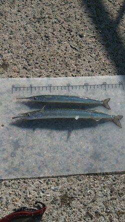 芦屋浜でタチウオ&サヨリ