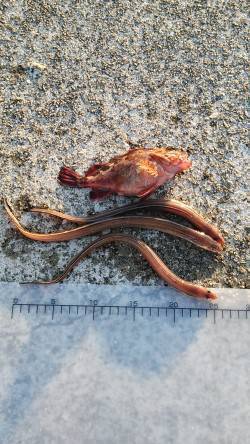 北公園で10分おきにアナゴが釣れました♪