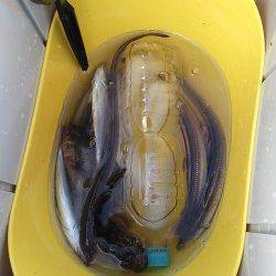 ガシラとアナゴを狙いに北公園へ行って来ました