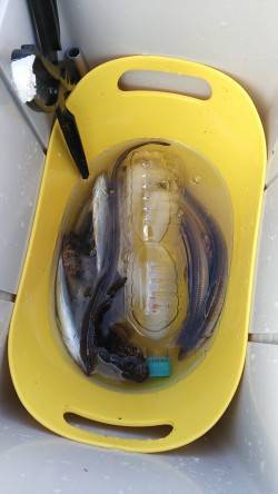 ガシラとアナゴを狙いに北公園へ行って来まし…