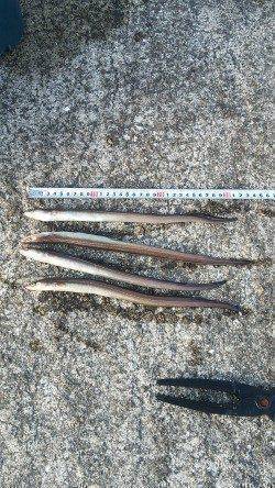 ガシラとアナゴを狙いに北公園へ行って来ました