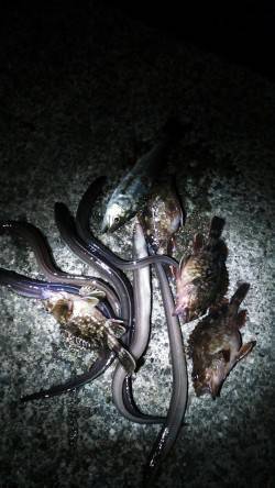 南芦屋浜　胴突き仕掛けにアオイソメでアナゴ…