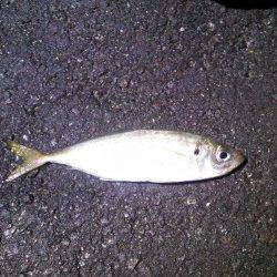 久美浜　寒さに耐えてのアジング☆