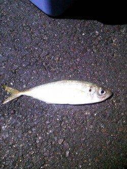 久美浜　寒さに耐えてのアジング☆