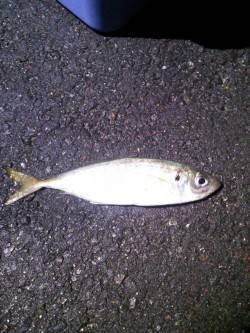 久美浜　寒さに耐えてのアジング☆