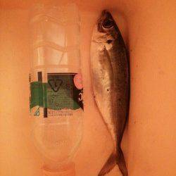 久美浜　寒さに耐えてのアジング☆