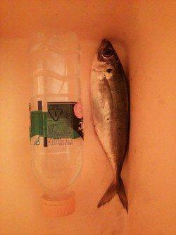 久美浜　寒さに耐えてのアジング☆