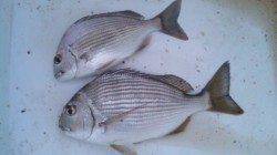 日高川河口ヘダイ狙い、30㎝超えはよく引きます