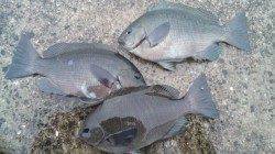 濱ノ瀬漁港、天気は悪かったですが無事にグレが釣れました