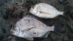 濱ノ瀬漁港　フカセ釣りでチヌ狙いもヘダイの釣果に