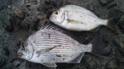 濱ノ瀬漁港　フカセ釣りでチヌ狙いもヘダイの…