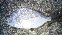 日高川河口ヘダイ狙い、30㎝超えはよく引きます