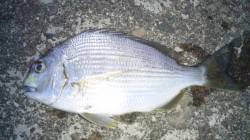 日高川河口ヘダイ狙い、30㎝超えはよく引き…