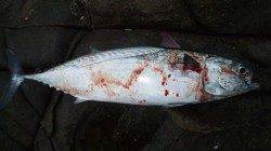 カツオがよく引いてくれました♪