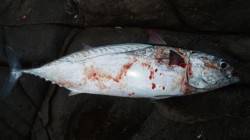 カツオがよく引いてくれました♪