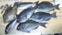 大島の磯でフカセ釣り～グレ・イサギ・カワハ…