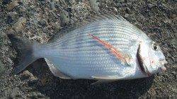 濱ノ瀬漁港　フカセ釣りでヘダイ狙い☆