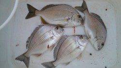 濱ノ瀬漁港　フカセ釣りでヘダイ狙い☆