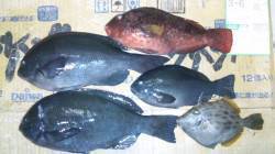 サンノジ・イスズミ・グレ・ハゲ・イガミ、と…