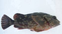 三尾の地磯でフカセ釣り、深く仕掛けを入れる…